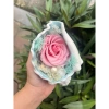 Ốc hoa bất tử – Quà tặng Valentine, lễ tình nhân, đám cưới, thầy cô, 20/11, 20/10, 8/3, giá ưu đãi 440.000₫