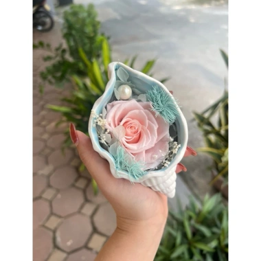 Ốc hoa bất tử – Quà tặng Valentine, lễ tình nhân, đám cưới, thầy cô, 20/11, 20/10, 8/3, giá ưu đãi 440.000₫