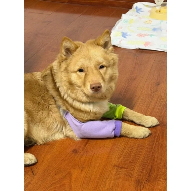Ống bảo vệ khớp chó lớn, thoáng khí ngăn liếm, phục hồi sau mổ, Corgi, Shiba Inu, Frenchie – 295.667 VND 6