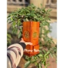 Ống đựng nhang đa mẫu chỗ bật lửa tiện lợi, hàng dày chạm khắc sắc nét chỉ 100.000 VND 5