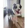 Ống hỗ trợ khớp chó trung‑lớn ngăn liếm, thoáng khí, co giãn, bảo vệ vết thương hậu phẫu 6‑45kg 4