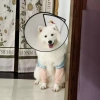 Ống hỗ trợ khớp chó trung‑lớn ngăn liếm, thoáng khí, co giãn, bảo vệ vết thương hậu phẫu 6‑45kg 7