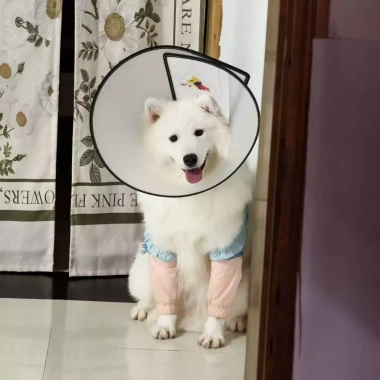 Ống hỗ trợ khớp chó trung‑lớn ngăn liếm, thoáng khí, co giãn, bảo vệ vết thương hậu phẫu 6‑45kg
