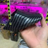 Ốp Dè Sau Dream Cacbon 75.000đ, Tặng Ốc Salaya Chống Trầy Xước Dễ Lắp Đặt 6