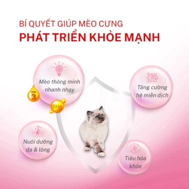 Pate Royal Canin Kitten 85g Thạch Jelly - Dành cho mèo con & mẹ mang thai, 48.000đ
