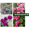 Phân bón hữu cơ 4 in 1 1kg - Gà nhật, bò, dê, than hoạt tính, bón rau hoa, 34.000₫ 6