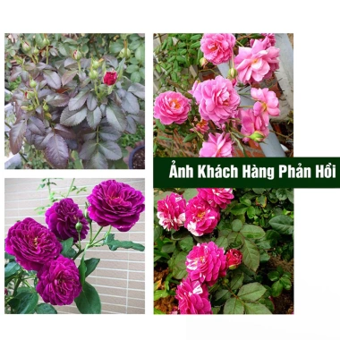 Phân bón hữu cơ 4 in 1 1kg - Gà nhật, bò, dê, than hoạt tính, bón rau hoa, 34.000₫ 6 Phân bón hữu cơ 4 in 1 1kg - Gà nhật, bò, dê, than hoạt tính, bón rau hoa, 34.000₫ 6