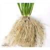Phân bón hữu cơ 4 in 1 1kg - Gà nhật, bò, dê, than hoạt tính, bón rau hoa, 34.000₫ 8