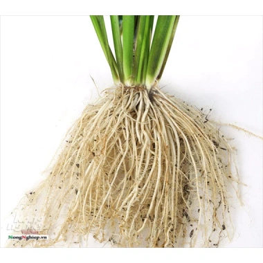 Phân bón hữu cơ 4 in 1 1kg - Gà nhật, bò, dê, than hoạt tính, bón rau hoa, 34.000₫