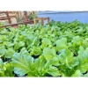 Phân bón hữu cơ 4 in 1 1kg - Gà nhật, bò, dê, than hoạt tính, bón rau hoa, 34.000₫ 9