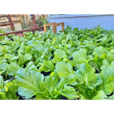 Phân bón hữu cơ 4 in 1 1kg - Gà nhật, bò, dê, than hoạt tính, bón rau hoa, 34.000₫