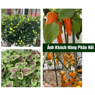 Phân bón hữu cơ cho cây ăn trái, bổ sung Trichoderma 1kg - Nuôi trái căng mọng, giảm còn 30.000 VND 4