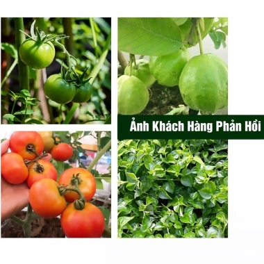 Phân bón hữu cơ cho cây ăn trái, bổ sung Trichoderma 1kg - Nuôi trái căng mọng, giảm còn 30.000 VND 5