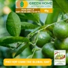 Phân bón lá HK NPK 7-5-44+TE GreenHome 40gr - Kích thích ra hoa đồng loạt, tăng đậu trái, giá 9.200 VND 8