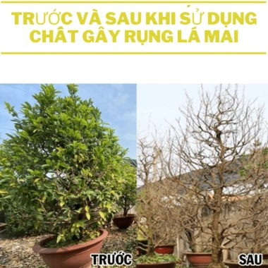 Phân Bón Rụng Lá Mai 100g - Rụng Lá Nhanh, Hoa Nở Đẹp, Giá Ưu Đãi 45.000 VND