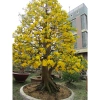 Phân bón tạo nụ, kích hoa mai 10.60.10 TE + MAP12.61.0 MKP0.52.34 500ml – 69.000₫ 3