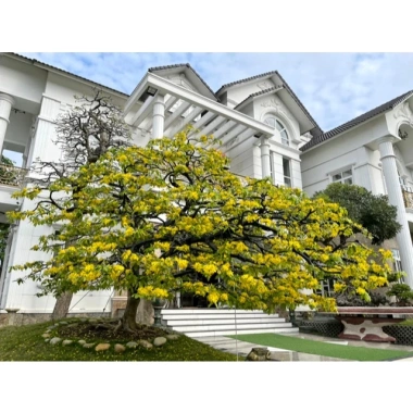 Phân bón tạo nụ, kích hoa mai 10.60.10 TE + MAP12.61.0 MKP0.52.34 500ml – 69.000₫ 5