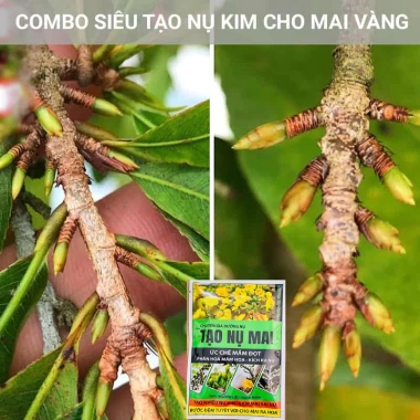 Phân bón Tạo Nụ Mai 50gr - Ức chế đọt non, phân hóa mầm hoa, kích nụ, hoa bền đẹp 2