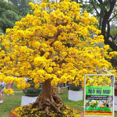 Phân bón Tạo Nụ Mai 50gr - Ức chế đọt non, phân hóa mầm hoa, kích nụ, hoa bền đẹp 3