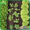 Phân Trùng Quế LAVAMIX 2kg - Phân bón hữu cơ sàng lọc tạp chất, chỉ 45.000₫ 4