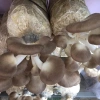 Phôi nấm giống Bào ngư & Linh chi - Bộ 9+9, giá 269.000₫, trồng nhanh, thu hoạch cao