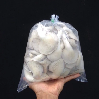 Phôi nấm giống Bào ngư & Linh chi - Bộ 9+9, giá 269.000₫, trồng nhanh, thu hoạch cao