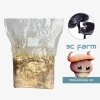 Phôi nấm hắc chi, nấm linh chi đen 1,2kg tơ mọc đều - Giá ưu đãi 30.000đ 3C Farm 2