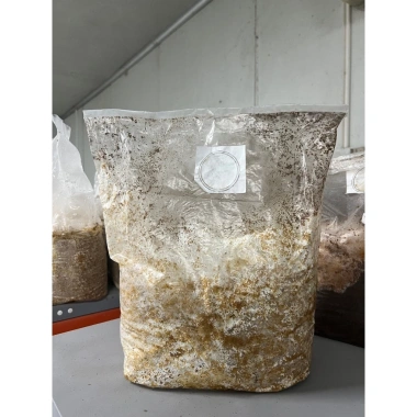 Phôi nấm hắc chi, nấm linh chi đen 1,2kg tơ mọc đều - Giá ưu đãi 30.000đ 3C Farm 4 Phôi nấm hắc chi, nấm linh chi đen 1,2kg tơ mọc đều - Giá ưu đãi 30.000đ 3C Farm 4