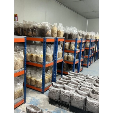 Phôi nấm hắc chi, nấm linh chi đen 1,2kg tơ mọc đều - Giá ưu đãi 30.000đ 3C Farm