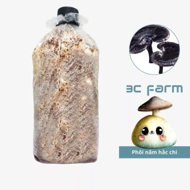 Phôi nấm hắc chi, nấm linh chi đen 1,2kg tơ mọc đều - Giá ưu đãi 30.000đ 3C Farm