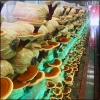 Phôi nấm Linh Chi Đỏ 4 bịch - Giảm 15% - Tự nhiên, nguyên chất, tăng đề kháng, hỗ trợ sức khỏe