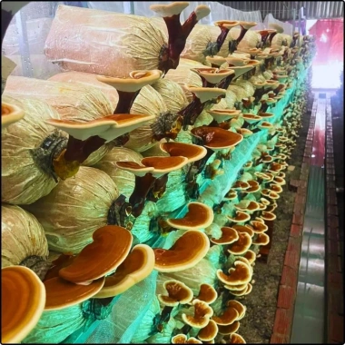 Phôi nấm Linh Chi Đỏ 4 bịch - Giảm 15% - Tự nhiên, nguyên chất, tăng đề kháng, hỗ trợ sức khỏe