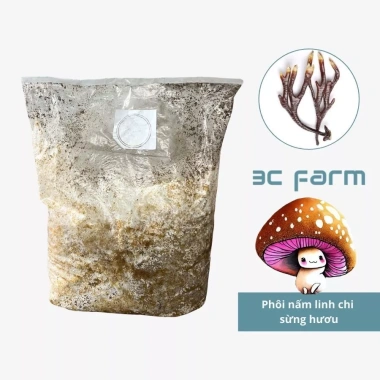 Phôi nấm linh chi sừng hươu 1-2kg/2.5kg - Giống nhung hươu 3C Farm, chỉ 40.000₫