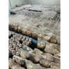 Phôi nấm linh chi sừng hươu 1-2kg/2.5kg - Giống nhung hươu 3C Farm, chỉ 40.000₫ 6