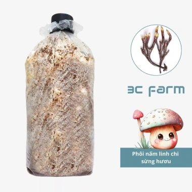 Phôi nấm linh chi sừng hươu 1-2kg/2.5kg - Giống nhung hươu 3C Farm, chỉ 40.000₫ 8 Phôi nấm linh chi sừng hươu 1-2kg/2.5kg - Giống nhung hươu 3C Farm, chỉ 40.000₫ 8