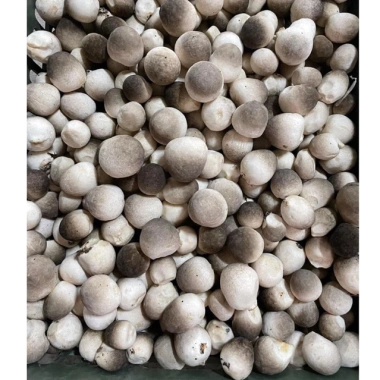 Phôi Nấm Rơm Miền Nam Tự Trồng Tại Nhà - Giá Ưu Đãi 122.000 VND, Chỉ 150.060 VND 2 Phôi Nấm Rơm Miền Nam Tự Trồng Tại Nhà - Giá Ưu Đãi 122.000 VND, Chỉ 150.060 VND 2