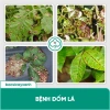 Phòng Đốm Lá Sương Mai Gỉ Sắt BS02 Tika - Diệt Nấm Khuẩn Rau Màu, Cây Xanh, 53.000₫ 5