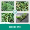 Phòng Đốm Lá Sương Mai Gỉ Sắt BS02 Tika - Diệt Nấm Khuẩn Rau Màu, Cây Xanh, 53.000₫ 6