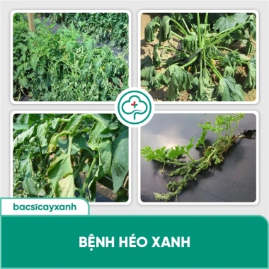 Phòng Đốm Lá Sương Mai Gỉ Sắt BS02 Tika - Diệt Nấm Khuẩn Rau Màu, Cây Xanh, 53.000₫ 6