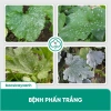 Phòng Đốm Lá Sương Mai Gỉ Sắt BS02 Tika - Diệt Nấm Khuẩn Rau Màu, Cây Xanh, 53.000₫ 7