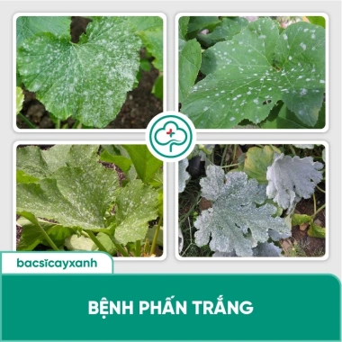 Phòng Đốm Lá Sương Mai Gỉ Sắt BS02 Tika - Diệt Nấm Khuẩn Rau Màu, Cây Xanh, 53.000₫ 7