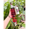 Phuộc sau BÌNH lắp VARIO, MIO, ULTIMO, LUVIAS - Giá ưu đãi 699.333₫ 5