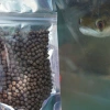 Polygon Channa Growth Protein 43% - Cám tăng trưởng nhanh cho cá lóc cảnh, túi 50g, giá ưu đãi 17.939đ 6
