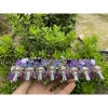 Pre loa kéo Dual Echo 12VDC cực chất - âm thanh mạnh mẽ, tiết kiệm pin, giá ưu đãi 398k 4