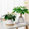 Pufangnice Lười Chậu Hoa Tự Động Hút Nước 2 lớp nhựa Tự Tưới, Giá 61.710₫