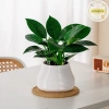 Pufangnice Lười Chậu Hoa Tự Động Hút Nước 2 lớp nhựa Tự Tưới, Giá 61.710₫ 2