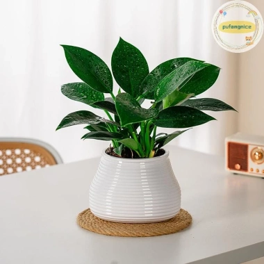Pufangnice Lười Chậu Hoa Tự Động Hút Nước 2 lớp nhựa Tự Tưới, Giá 61.710₫ 2 Pufangnice Lười Chậu Hoa Tự Động Hút Nước 2 lớp nhựa Tự Tưới, Giá 61.710₫ 2