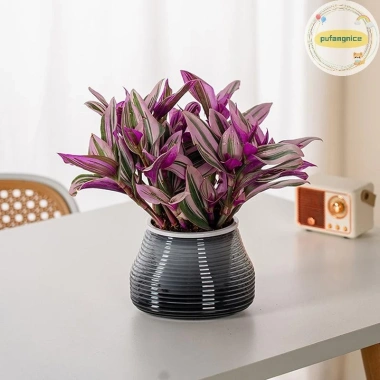 Pufangnice Lười Chậu Hoa Tự Động Hút Nước 2 lớp nhựa Tự Tưới, Giá 61.710₫ 3 Pufangnice Lười Chậu Hoa Tự Động Hút Nước 2 lớp nhựa Tự Tưới, Giá 61.710₫ 3