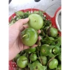 Quả Bần Tươi 01kg - Giá chỉ 50.000 VND, Tươi ngon, Dinh dưỡng cao