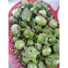 Quả Bần Tươi 01kg - Giá chỉ 50.000 VND, Tươi ngon, Dinh dưỡng cao 2